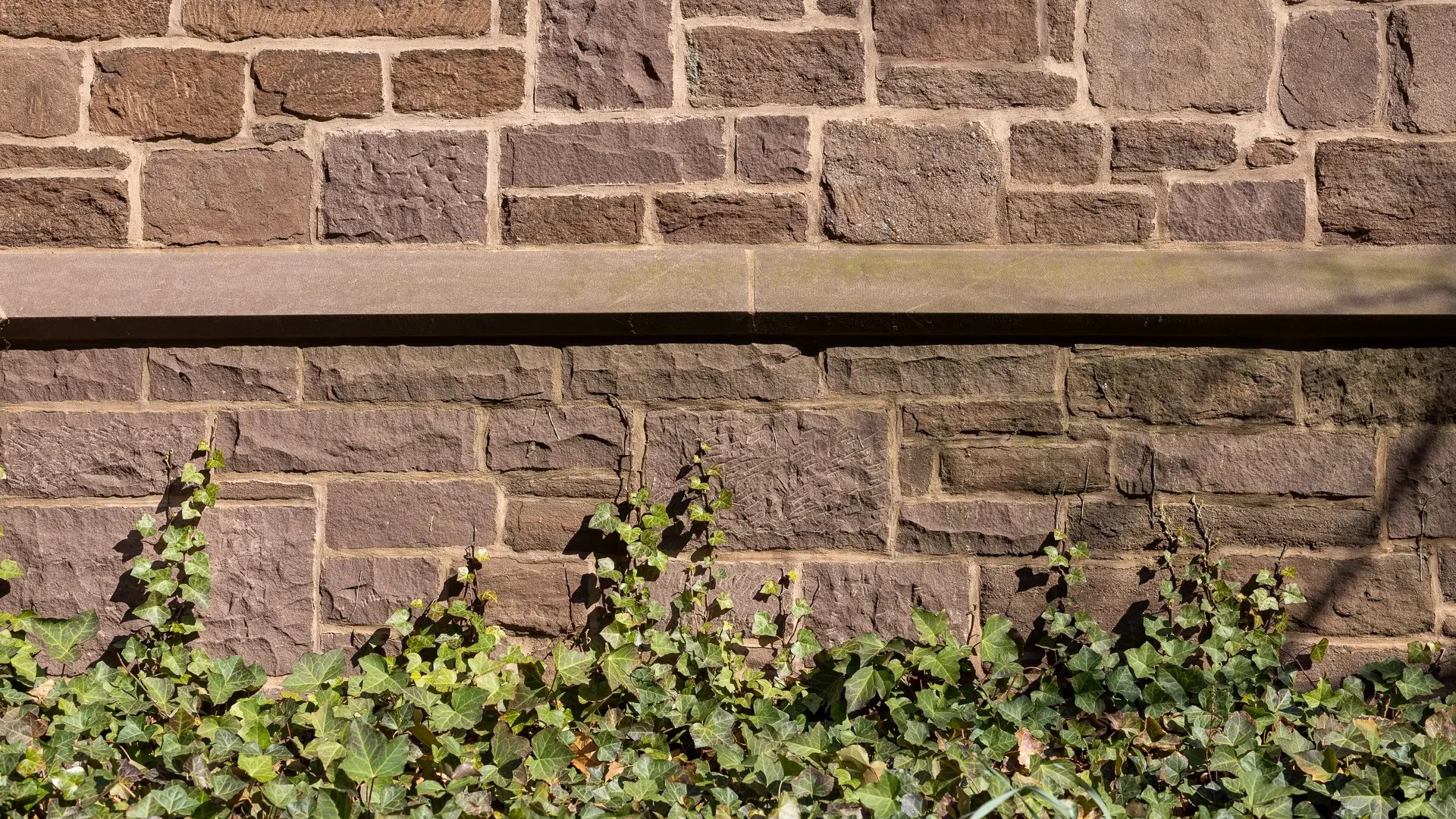 Ivy growing on brown stone wall